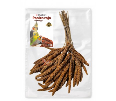 Panizo espiga rojo