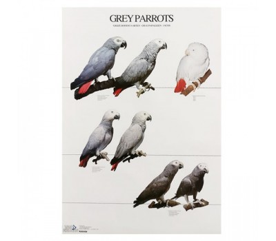 Grey Parrot