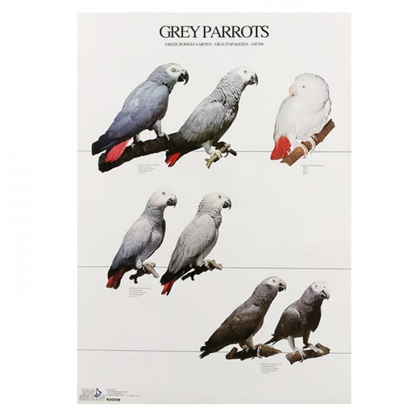 Grey Parrot Posters