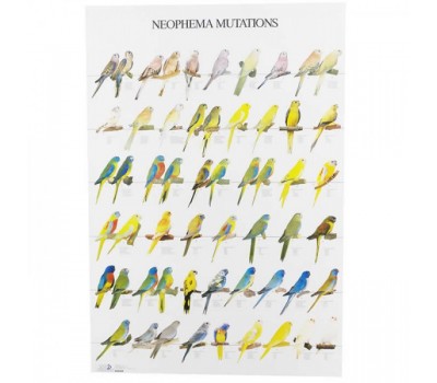 Neophema Mutations