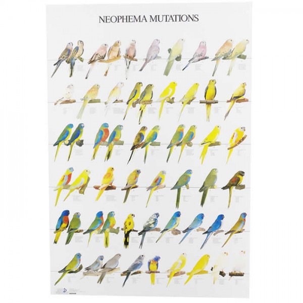 Neophema Mutations Posters