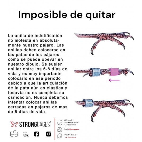 Periquitos / Anillas Grabadas con año y numeradas de carbono 4 mm