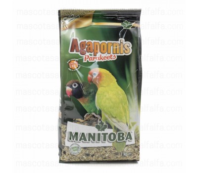 Mxt. Agapornis (Manitoba)