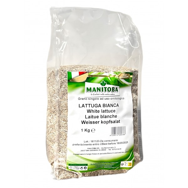 Lechuga Blanca Manitoba 1Kg Seeds