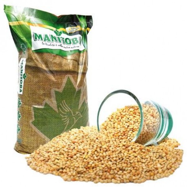 Mijo Blanco Manitoba Semillas