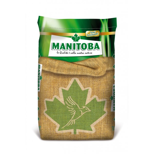 Mijo Blanco Manitoba Semillas