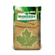 Mijo Blanco Manitoba Semillas