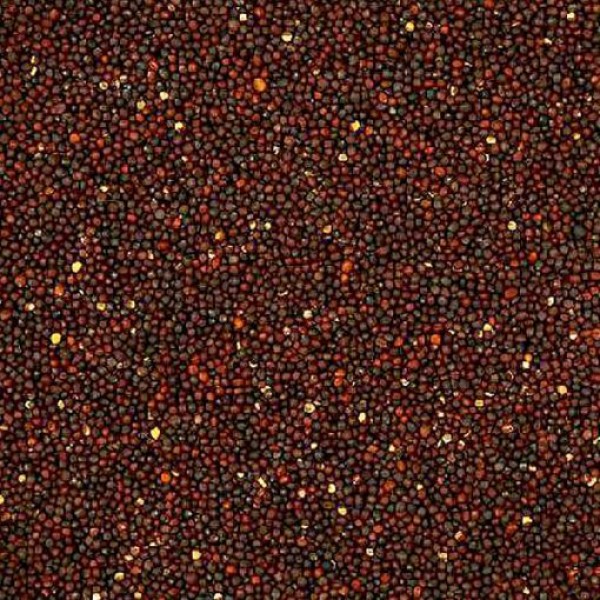 Nabina roja extra VinciSemillas Nabina roja extra Vinci Semillas