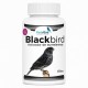 BlackBird | Suplemento para Mejorar la Oxidación y Calidad de Plumaje Negro