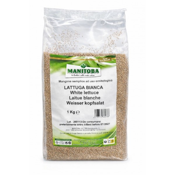Lechuga Blanca Manitoba 1Kg