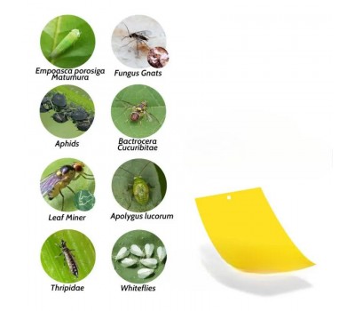 Trampa adhesiva impermeable de doble cara para insectos voladores