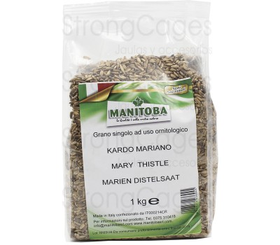 Cardo Mariano Manitoba