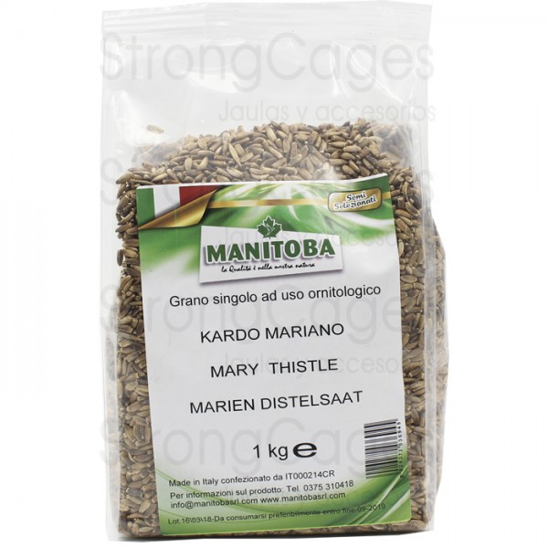 Cardo Mariano Manitoba Semillas Cardo Mariano Manitoba Semillas