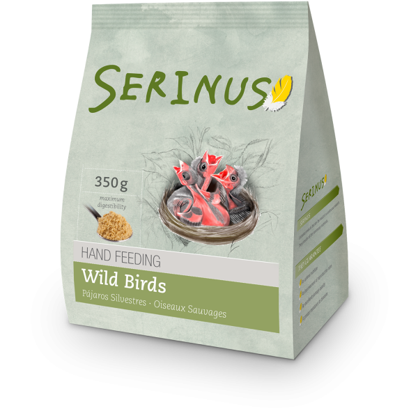 Serinus papilla pájaros silvestres Serinus papilla pájaros silvestres