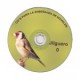 CD canto para enseñar jilgueros noveles cd - canto CD canto para enseñar jilgueros noveles cd - canto