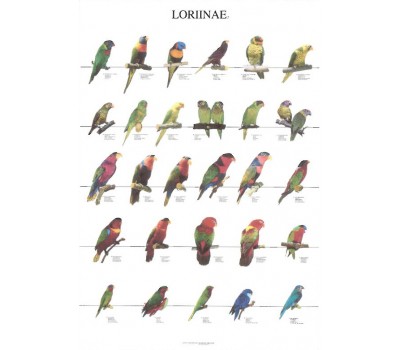 Loritos 2
