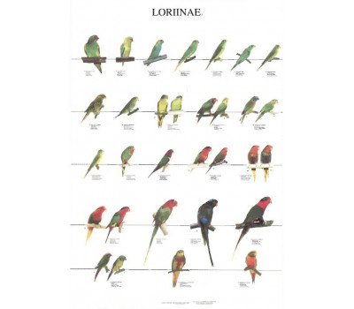 Loritos 3