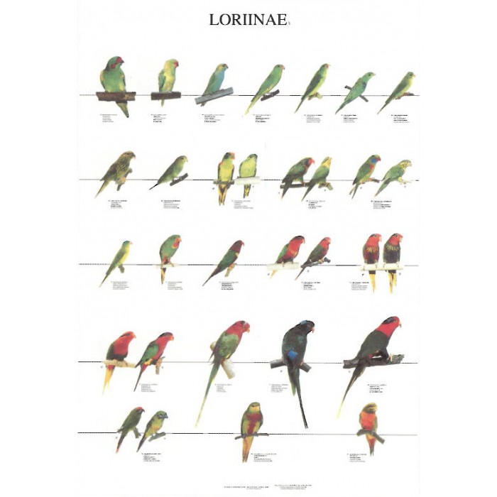 Loritos 3 Loritos 3