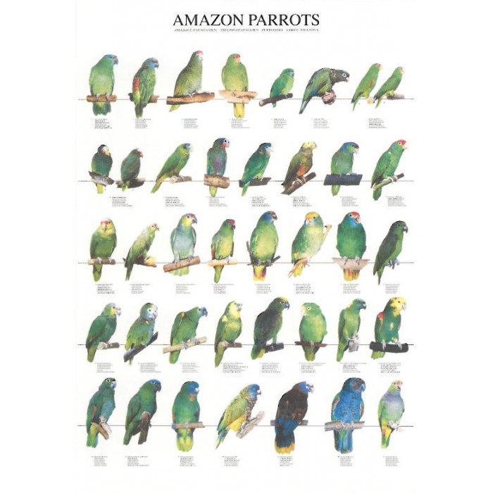 Loros amazónicos Loros amazónicos