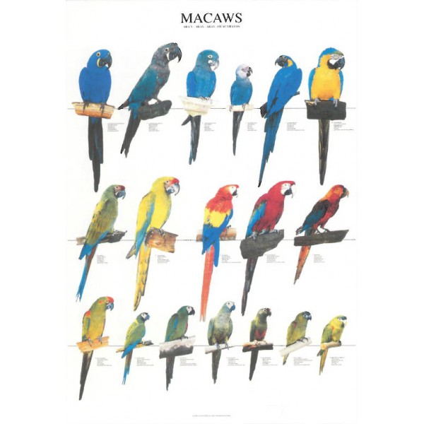 Guacamayos - Macaws Guacamayos - Macaws